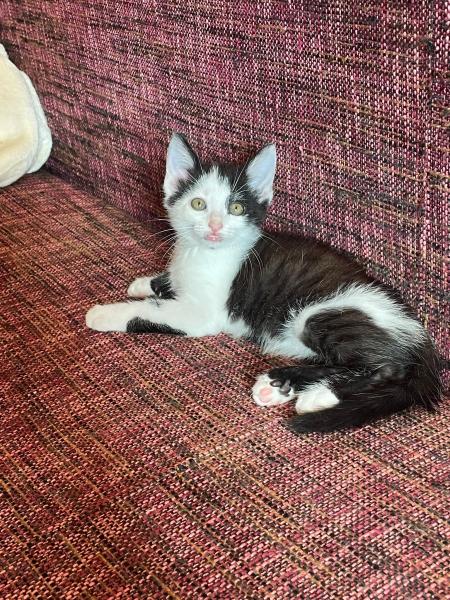Europäische Hauskatze